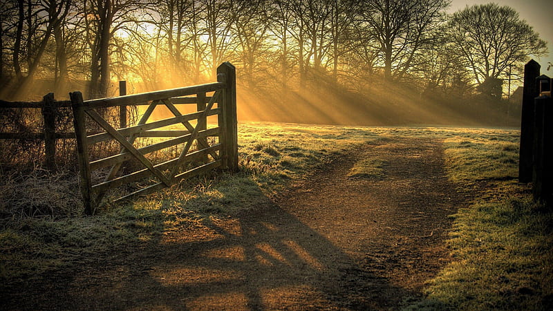 Trees Covered With Sunbeam Surrounded By Wood Fence Gate Country, HD wallpaper