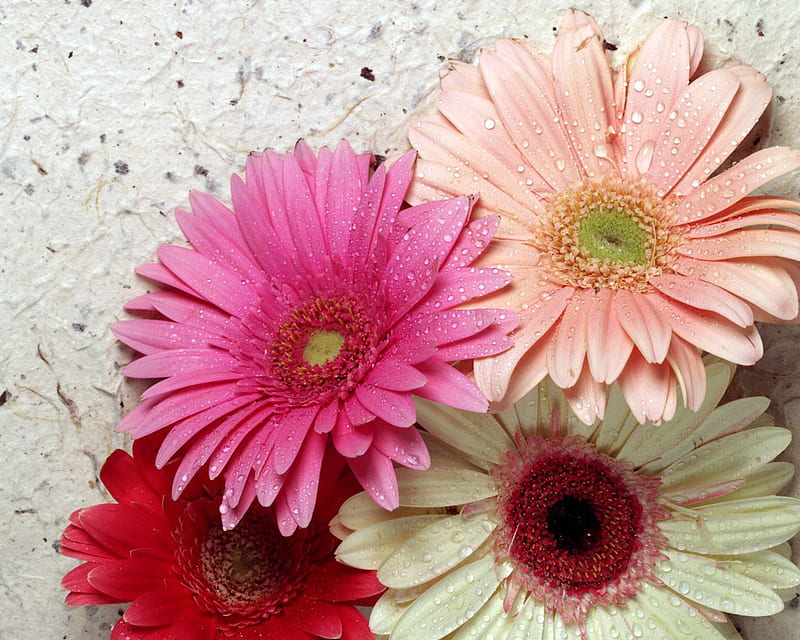 Gerber Daisys, love, flowers, colors, nature, petals, daisys, HD wallpaper