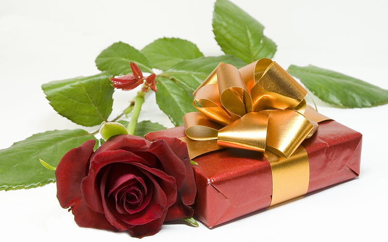 *** Red velvet rose ***, rose, velvet, flower, flowers, nature, HD wallpaper
