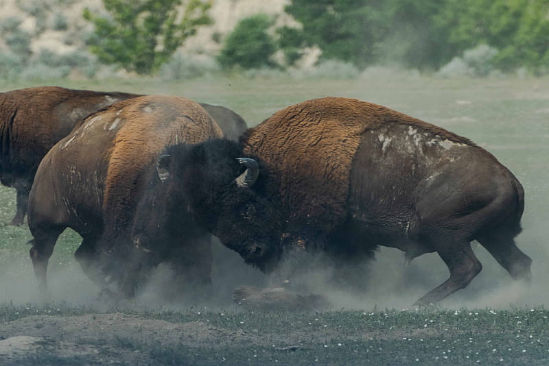 fighting bison, HD wallpaper