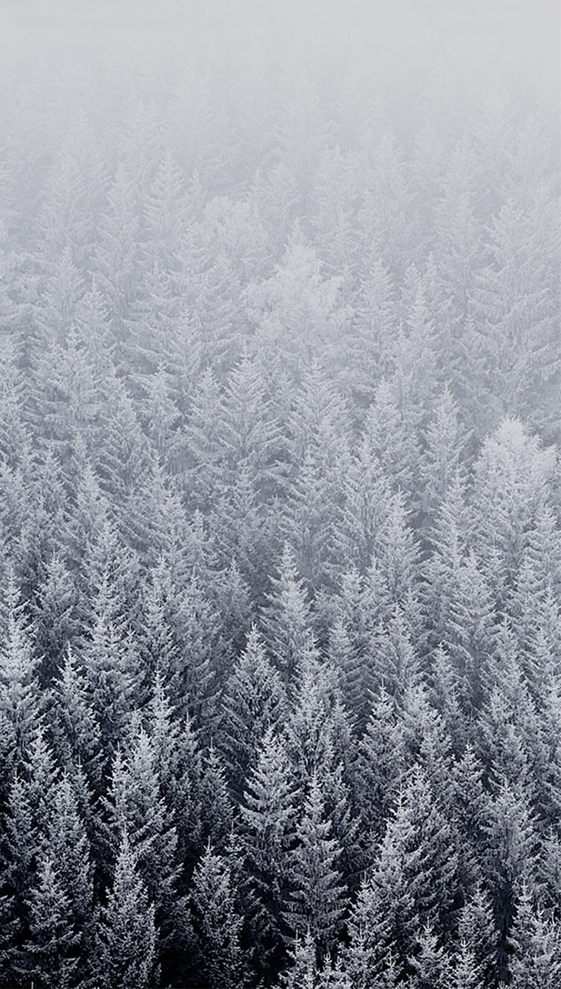 Winter forest, ios, iphone, iphone 6, mac, snow, trees, HD phone wallpaper