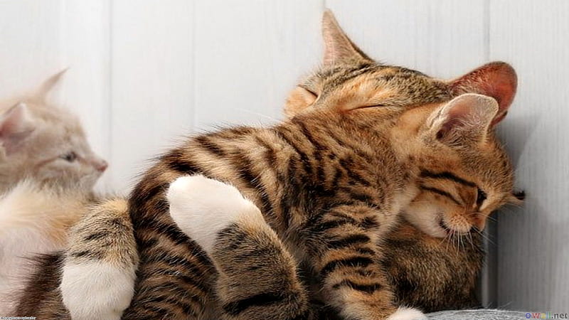 Cat mom's little precious, pretty, wonderful, stunning, tiger, bonito, sweet, nice, amazing, cat mom, kitty, kittens, cat, cute, hugs, precious, awesome, cat moms little precious, kitten, HD wallpaper