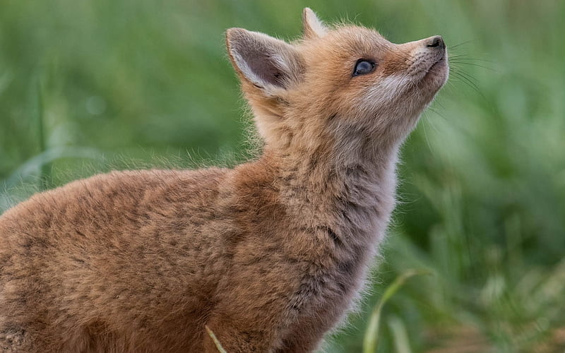 Fox cub, cute, vulpe, fox, cub, animal, HD wallpaper