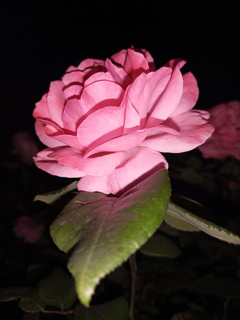 Pink Rose, herbaceous plant, magenta, HD phone wallpaper