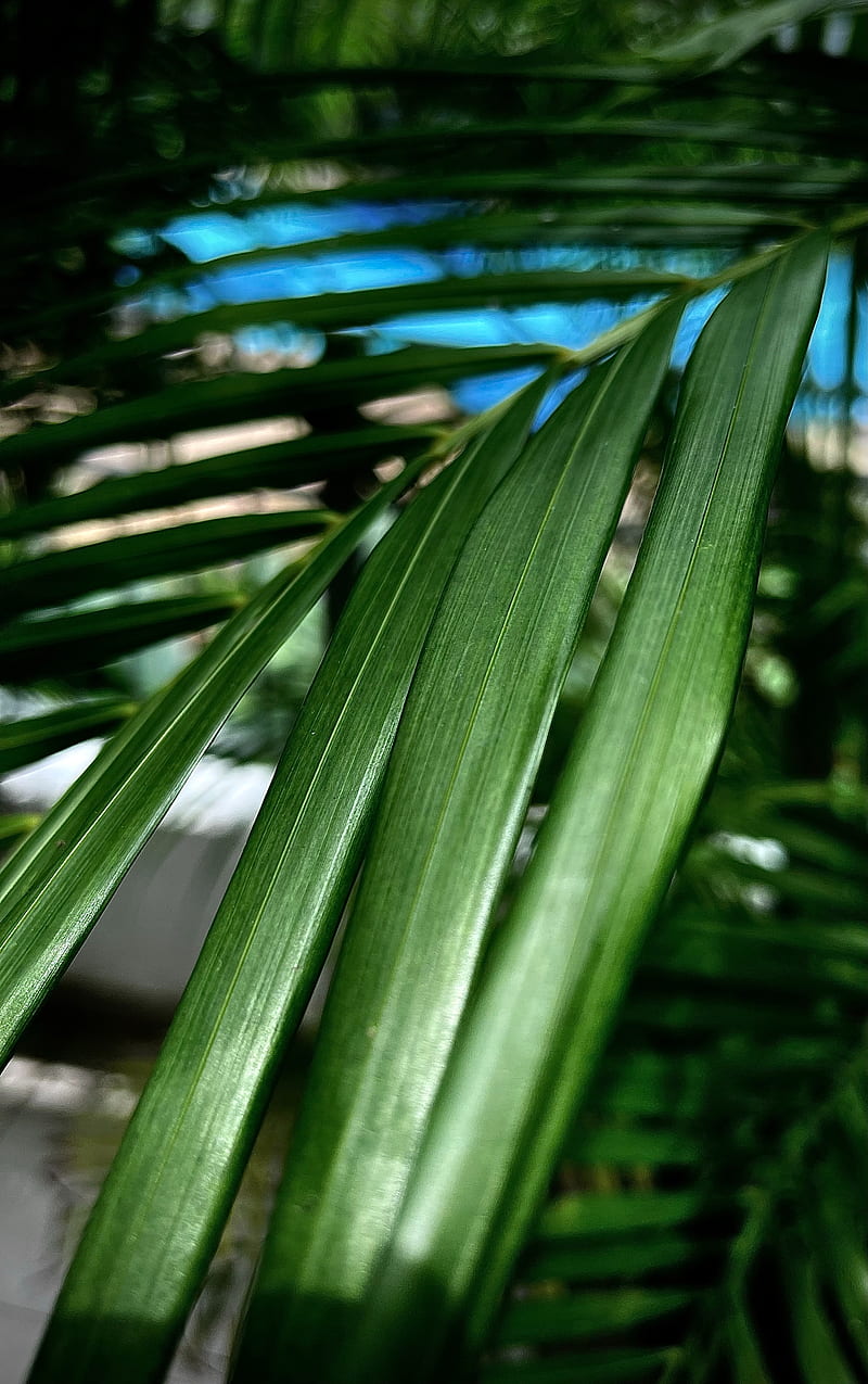 palm, leaf, plant, macro, green, HD phone wallpaper