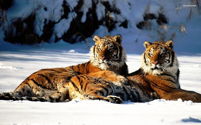 2 Tigers Laying in Snow, snow, wildlife, tigers, nature, cats, big cats, HD wallpaper