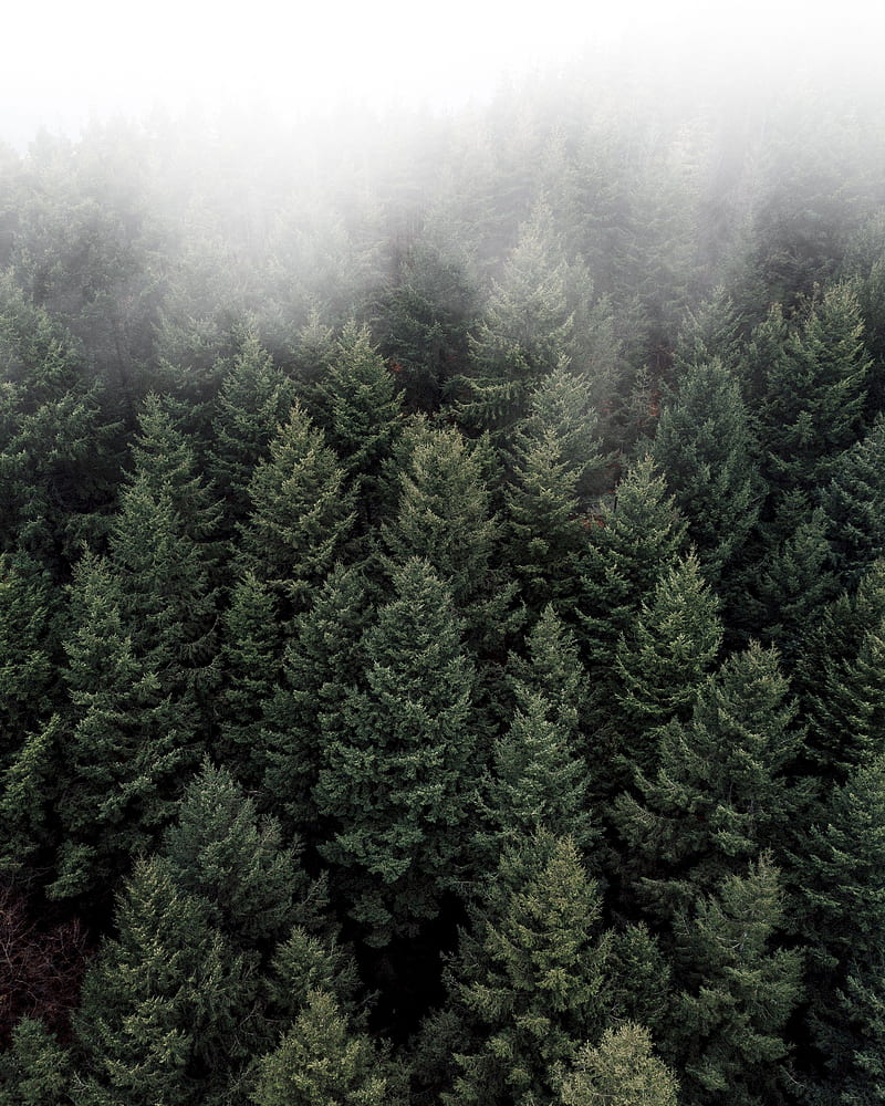 foggy forest, aerial view, pine trees, Nature, HD phone wallpaper