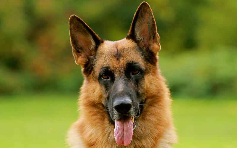 German Shepherd, muzzle, cute animals, dogs, pets, German Shepherd Dog, HD wallpaper