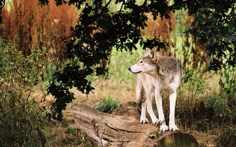 Wolf, standing, wolves, field, HD wallpaper | Peakpx