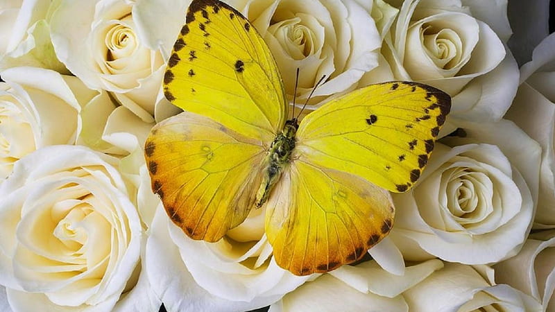 Yellow butterfly, Yellow, delicate, White roses, Butterfly, HD wallpaper