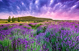 Download wallpaper 750x1334 lavenders lavender farm plants iphone 7  iphone 8 750x1334 hd background 21675