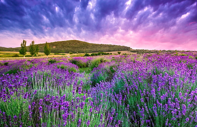 Lavender Field, Lavender, Field, Sky, Nature, HD wallpaper