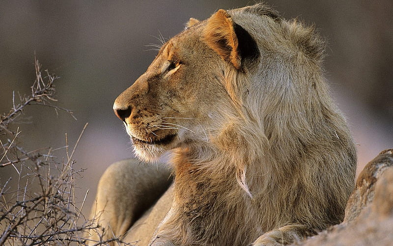 South Africas Kruger National Park African lions, HD wallpaper
