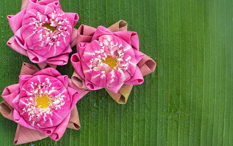 Lotus buds, lotus, green, flower, summer, bud, pink, card, HD wallpaper