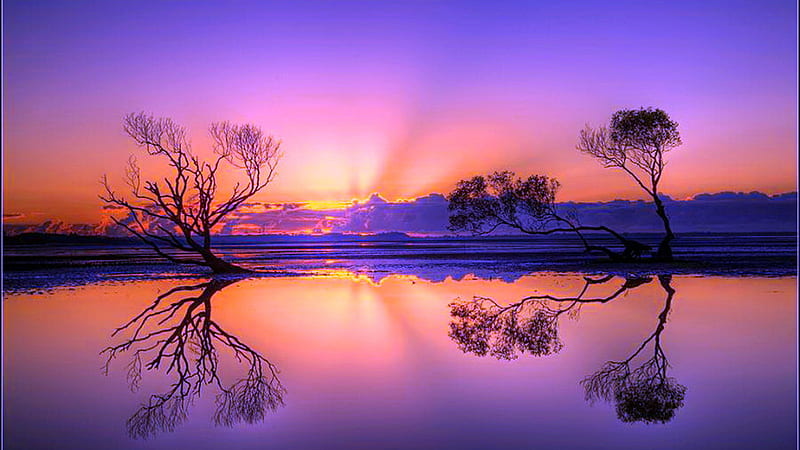Trees Reflection On Water In Purple Yellow Clouds Sky During Sunset Nature, HD wallpaper