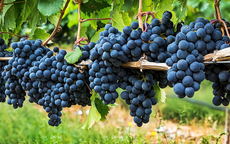 grapes, grape harvest, harvest, vineyard, bunch of grapes, HD wallpaper