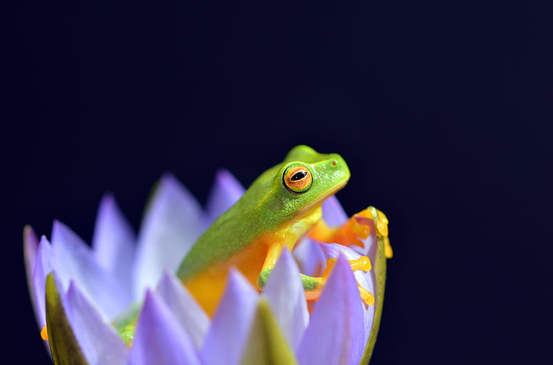 Frog, lotus, orange, amphibian, david clode, black, animal, green, flower, HD wallpaper
