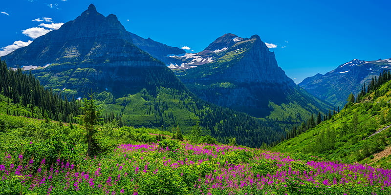 Glacier NP, cliffs, national park, wildflowers, bonito, sky, Glacier, rocks, grass, mountain, meadow, HD wallpaper
