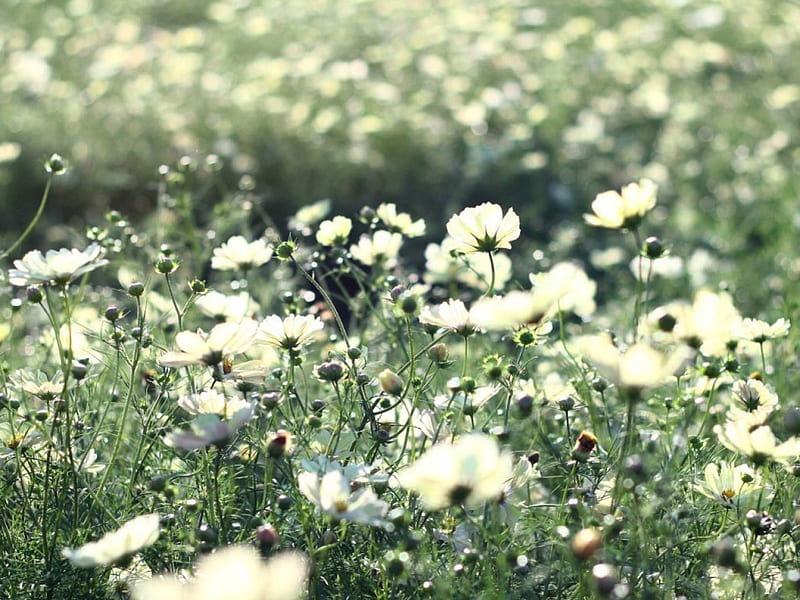 wild plants, blurry, grass, plants, cosmos, white, glare, HD wallpaper