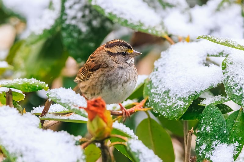 white-throated sparrow, bird, branch, snow, HD wallpaper