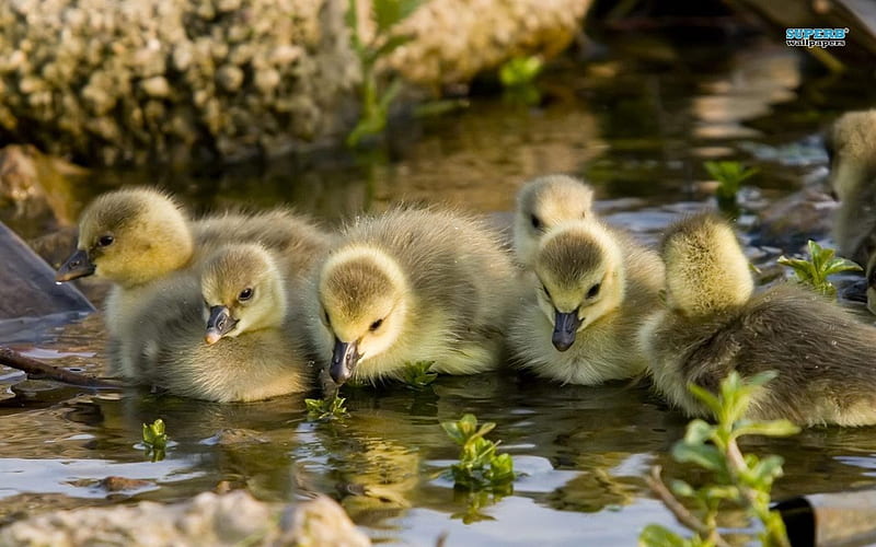wild animals baby ducks