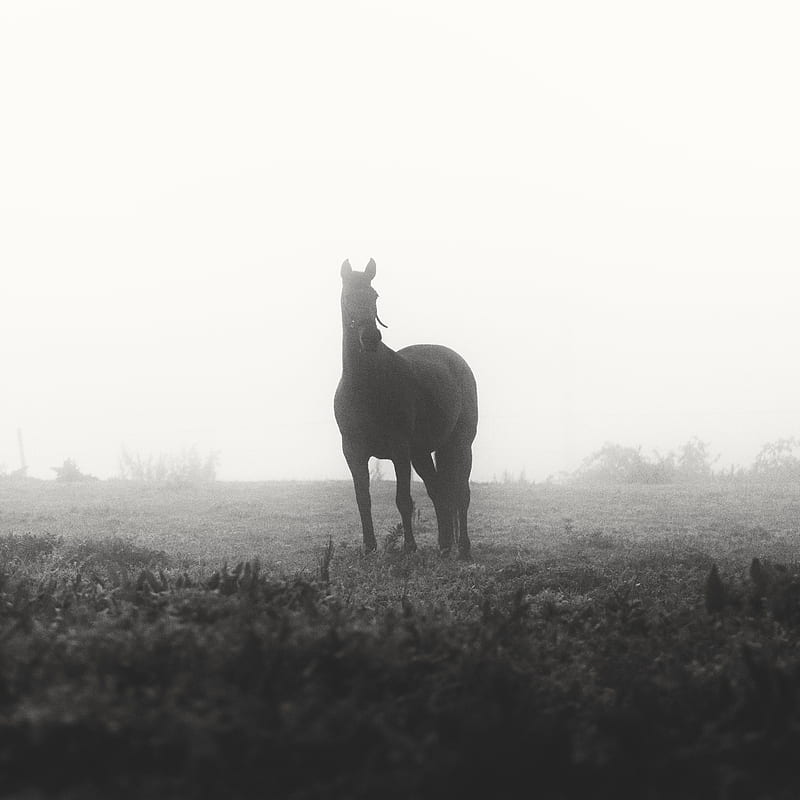 horse, animal, fog, black and white, HD phone wallpaper