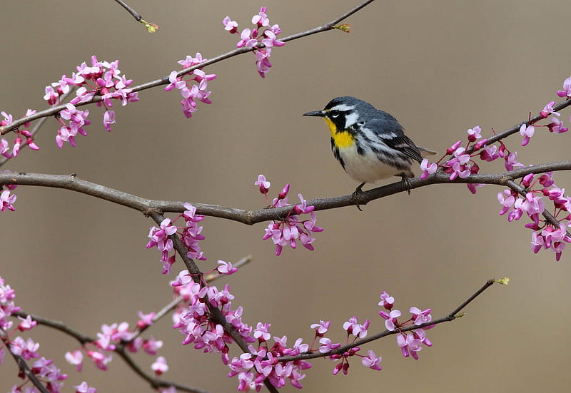 Yellow throated wabler, yelloy throated warbler, pink, bird, pasari, flower, spring, HD wallpaper