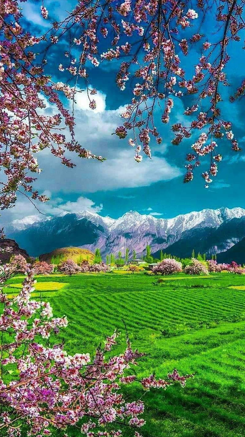 Landscape, blue sky, flowers, pink, view, green, nature, relax, HD phone  wallpaper | Peakpx
