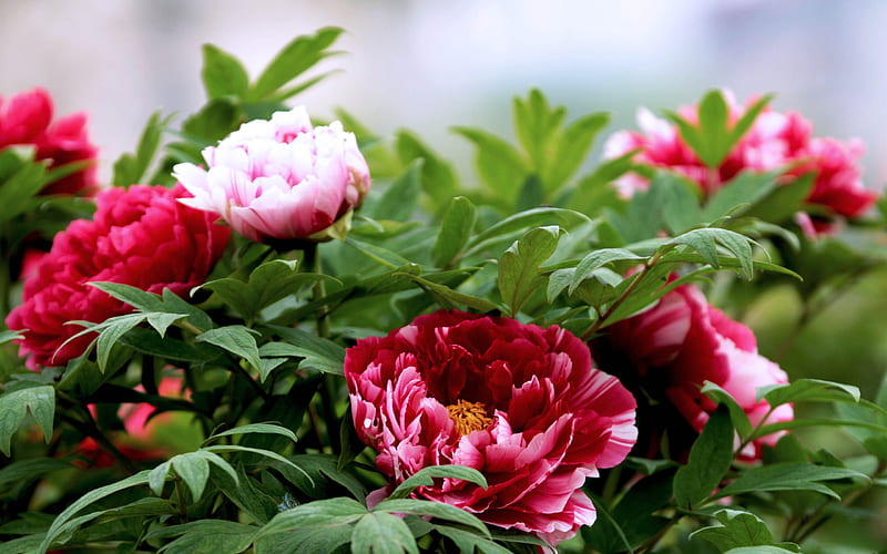 Blooming-bright peony flower graphy, HD wallpaper