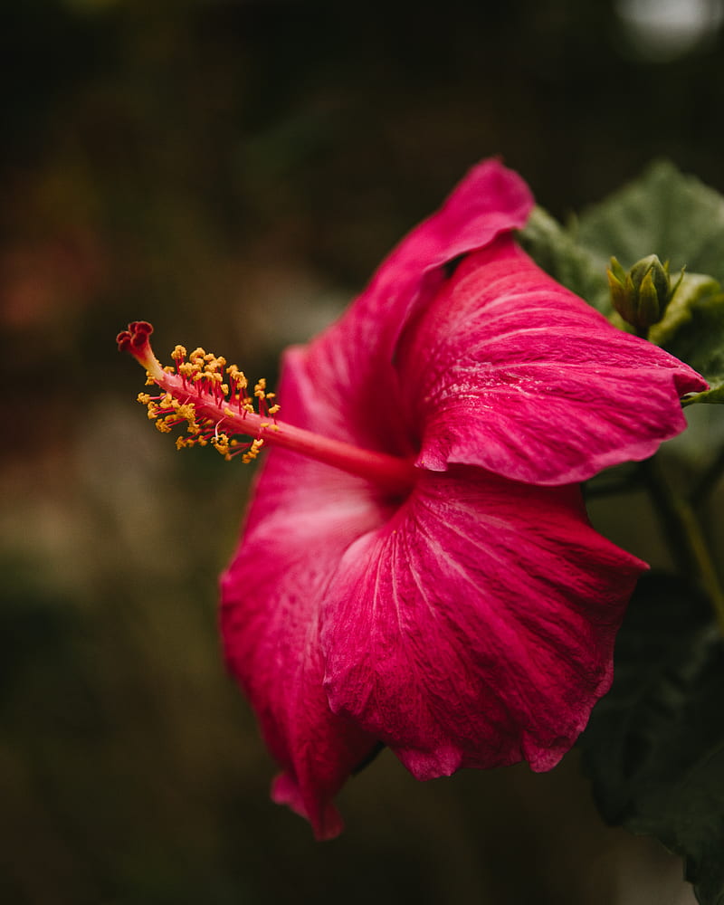 selective focus graphy of red hibiscus flower, HD phone wallpaper