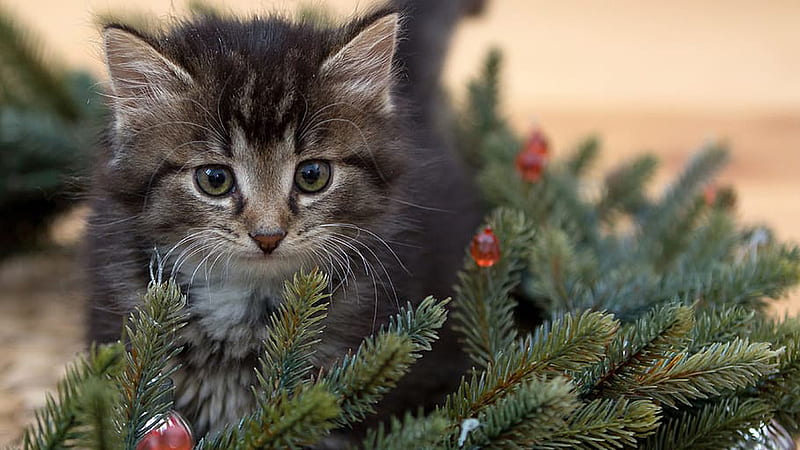 Black White Cat Kitten Is Standing Near Christmas Tree Kitten, HD wallpaper