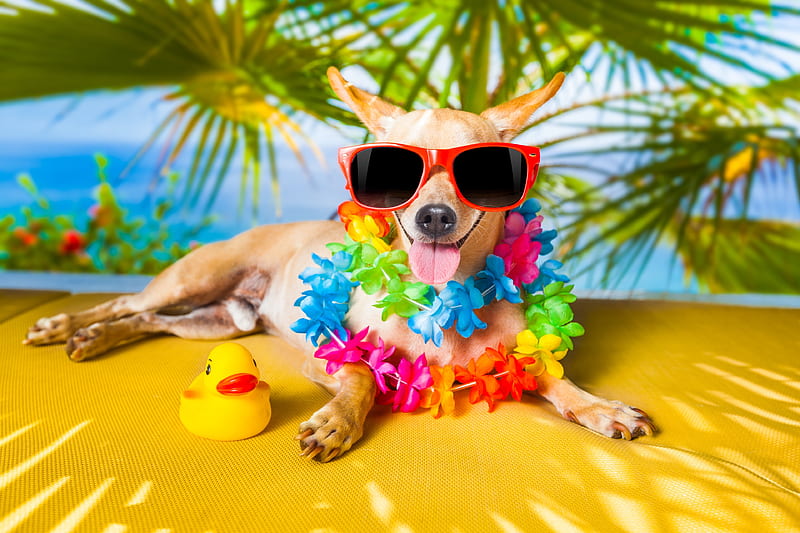Happy Summer!, sunglasses, caine, flower, summer, yellow, tongue, dog, animal, HD wallpaper