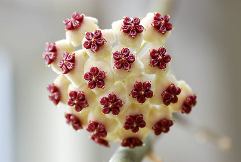 Sweet heart Hoya (Hoya kerrii), vine, flower, asclepiad, white, hoya, sweetheart, sweet heart, scented, HD wallpaper
