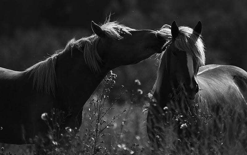 Black & White Stallions, stallions, black and white animals, b and w horses, black and white horses, black and white stallions, HD wallpaper