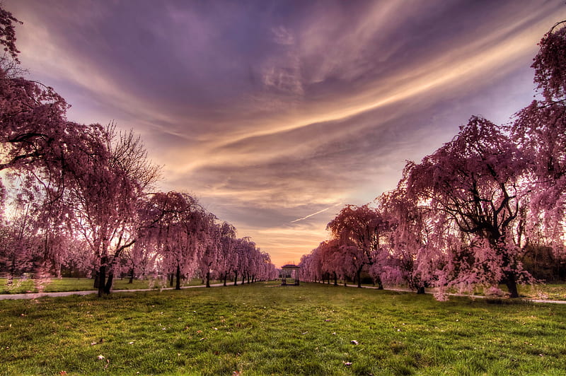 Cherry trees, pretty, colorful, grass, bonito, clouds, nice, rows, pink, amazing, lovely, fresh, spring, sky, trees, summer, blossoms, nature, blooming, cherry, HD wallpaper