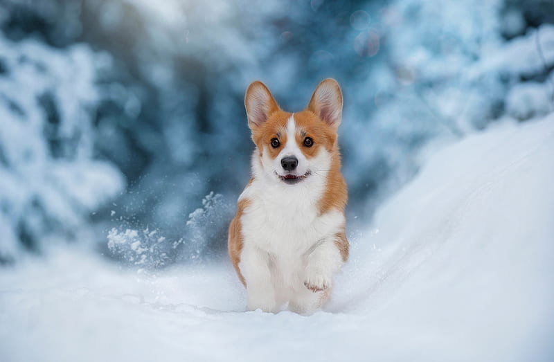 Dogs, Corgi, Dog, Pet, Snow, Winter, HD wallpaper | Peakpx