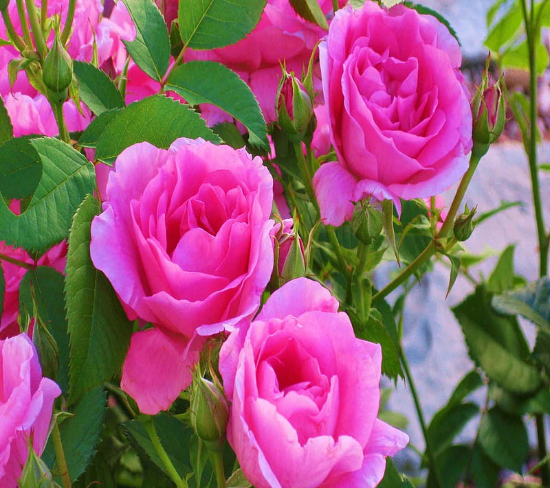 Pink Roses, cool, love, HD wallpaper | Peakpx