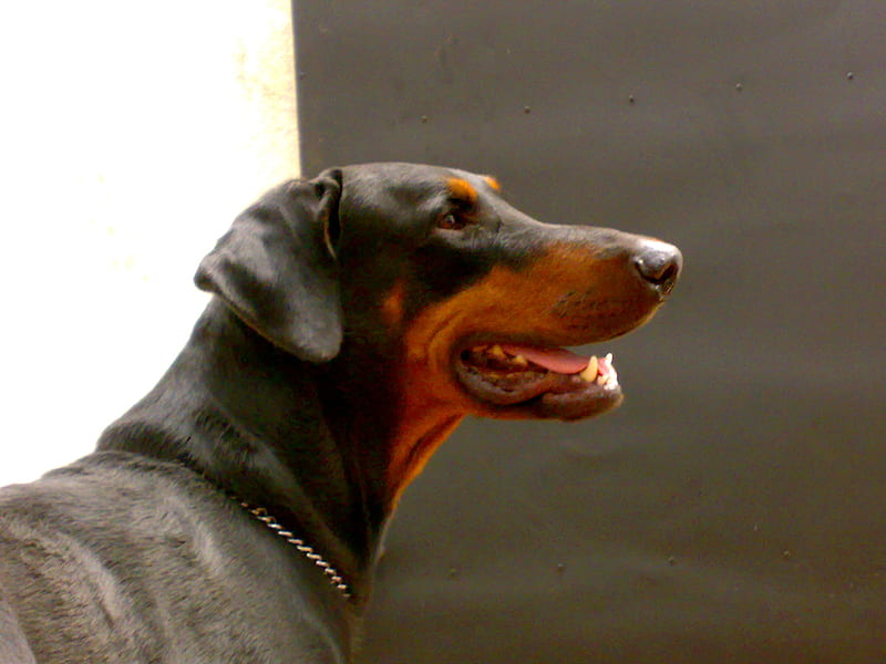 Stunning Beauty, handsome, doberman pinscher, dog, HD wallpaper