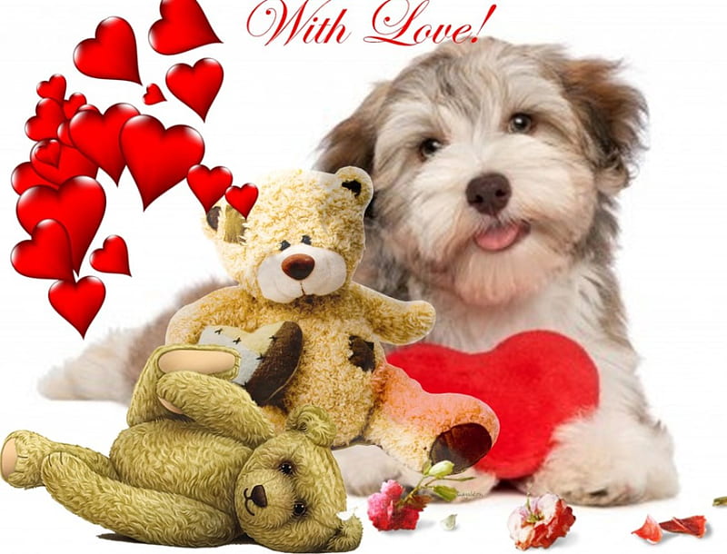 I love my Teddys, valentine day, teddys, love, heart, dog, HD wallpaper ...