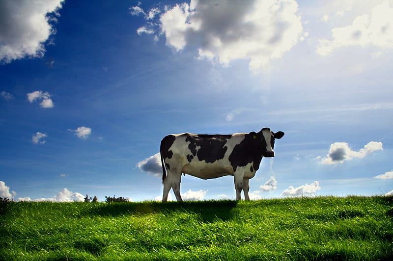 cow on field, farm, cow, grass, sky, animal, HD wallpaper