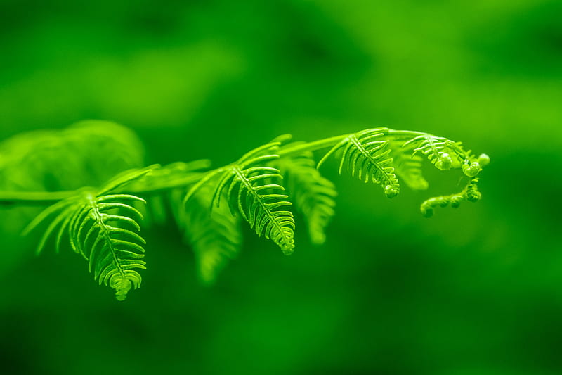 fern, leaf, macro, plant, green, bright, HD wallpaper