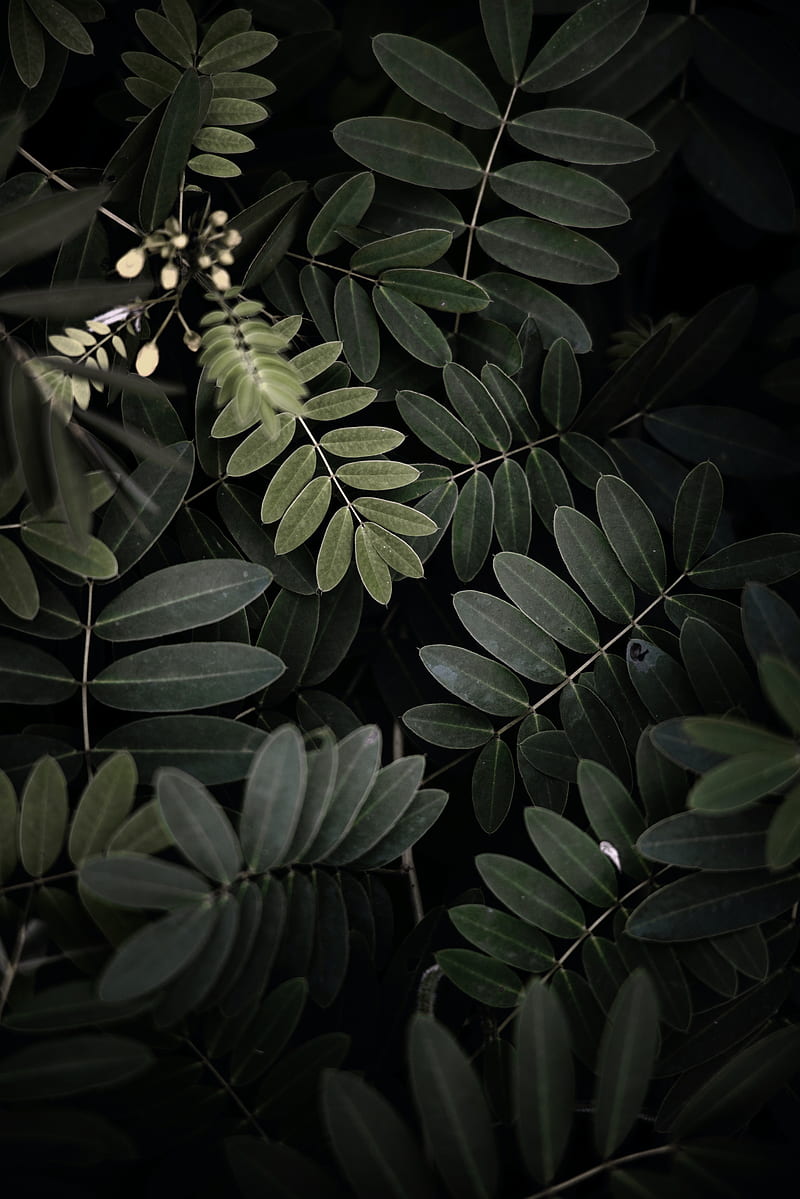 acacia, leaves, bush, green, dark, HD phone wallpaper