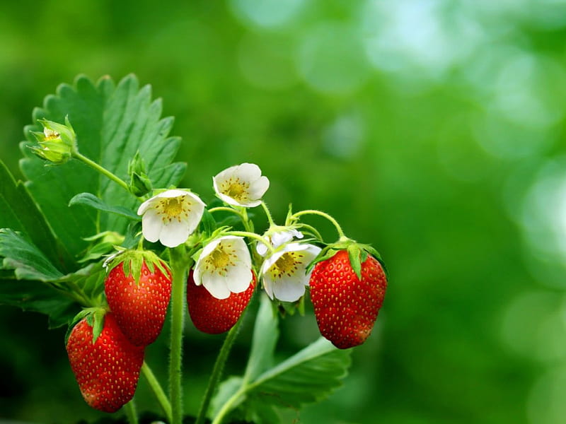 Strawberry blossoms, red, pretty, strawberry, grass, fruits, bonito, nice, yummy, lovely, greenery, freshness, berries, blossoms, garden, flowering, nature, blooming, HD wallpaper