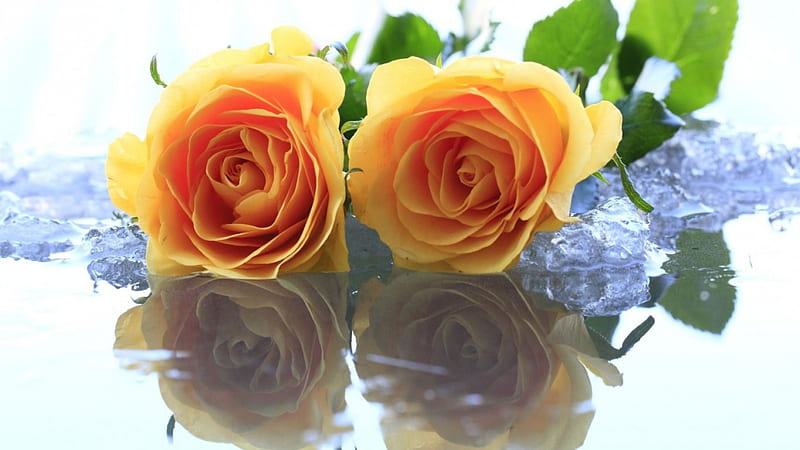 ❁hermosas rosas amarillas❁, en, dos, amarillo, hielo, las, rosas, Fondo de  pantalla HD | Peakpx