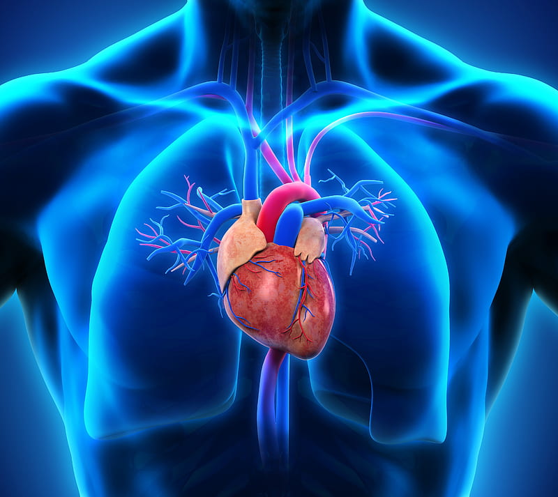 Human Heart, blue, heart, humanheart, lungs, man, medicine, red, HD wallpaper