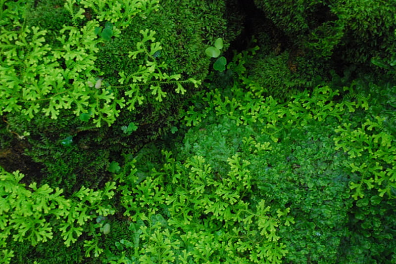 green, bush, plants, nature, shrubs, bushes, HD wallpaper