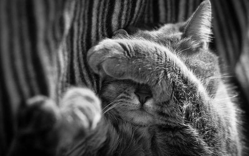 Tired cat, cute, slepp, black and white, paw, tired, funny, cat, animal, HD wallpaper