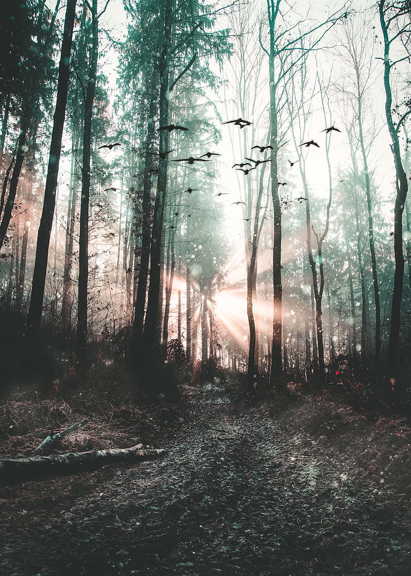 forest, fog, birds, trees, mystical, HD phone wallpaper