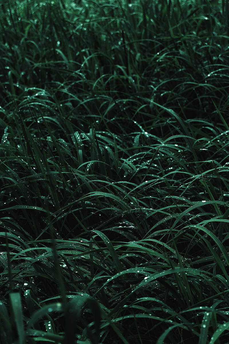 grass, drops, macro, dew, wet, HD phone wallpaper
