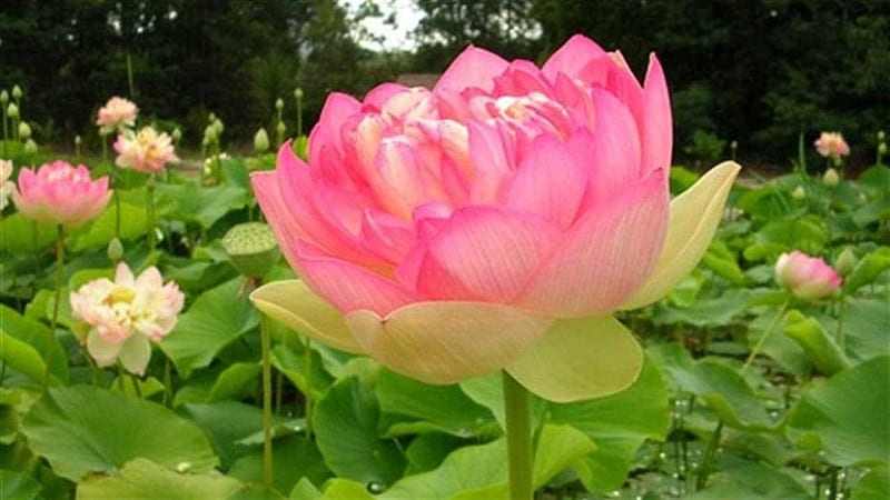 Lotus Blossom, pond, waterlily, leaves, plants, lily, park, pink, HD wallpaper